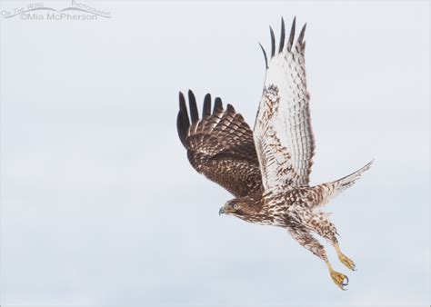 Red Tailed Hawk Juvenile In Flight In Low Light Mia Mcpherson S On