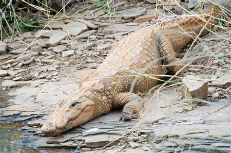 The Mugger Crocodile Crocodylus Palustris Crocodile Of The Marsh