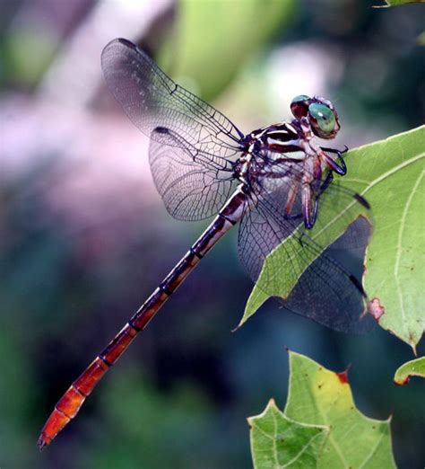 Russet Tipped Clubtail Dragonflies Damselflies Of Southern