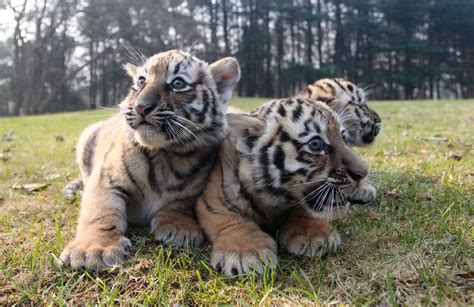 揚州動物園でトラの三つ子お披露目 江蘇省 写真4枚 国際ニュース：afpbb News