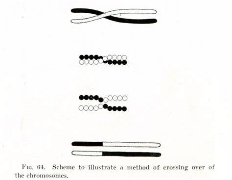 Chromosomal crossover - wikidoc