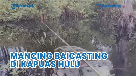 Asiknya Mancing Casting Strike Ikan Kerandang Youtube