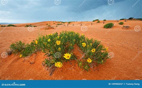 Coral Pink Sand Dunes State Park Stock Image - Image of sandstone ...