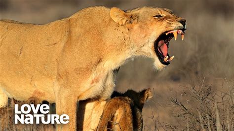 Lionesses Seduce Rival Male Lions To Protect Their Cubs Love Nature Youtube