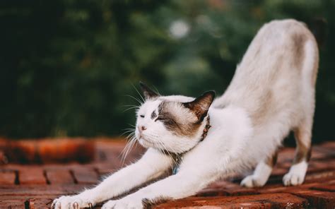 Wallpaper Cat stretching, paws 5120x2880 UHD 5K Picture, Image