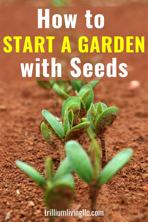 How To Plant Seeds In Your Garden Beginner S Guide Trillium Living