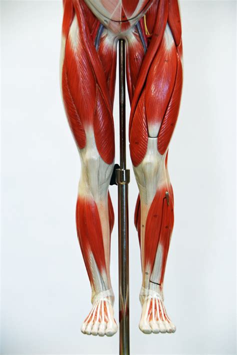 Muscles Of Lower Extremity Anterior View Part 1 Diagram Quizlet