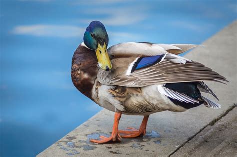 Oiseau Canard Colvert Photo Gratuite Sur Pixabay Pixabay