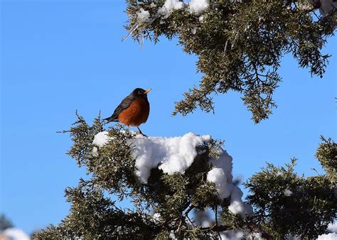 Robin on Snowy Branch Photograph by Dana Hardy | Fine Art America