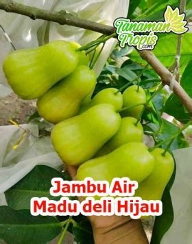 Bibit Jambu Air Madu Deli Hijau Buah Jambu Air Berukuran Jumbo Rasa