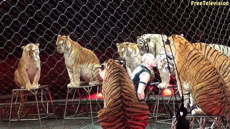 Big Cats At Ringling Brothers Circus Youtube