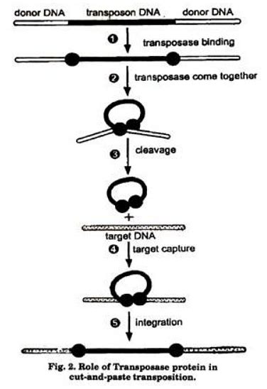 Transposons Types Examples And Significance