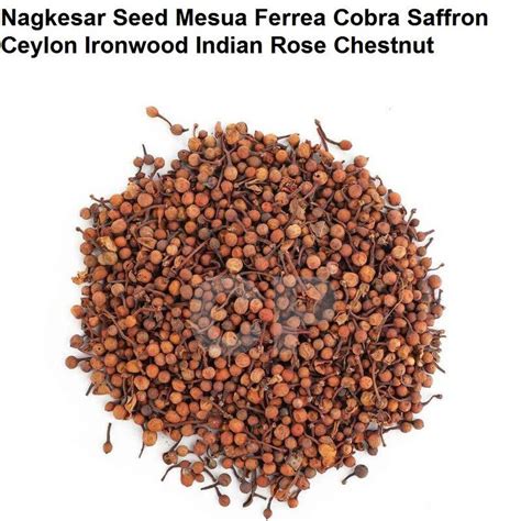 Nagkesar Seed Mesua Ferrea Cobra Saffron Ceylon Ironwood Chestnut Gm