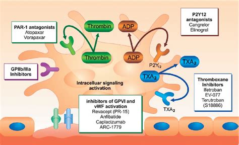 Antiplatelet Drugs Mechanism Of Action