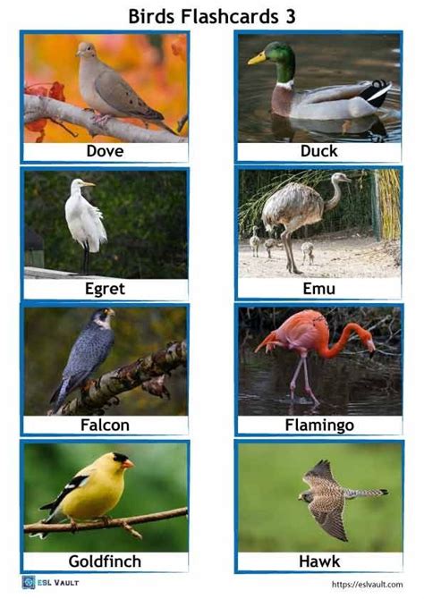 64 Free Printable PDF Birds Flashcards ESL Vault In 2024 Bird