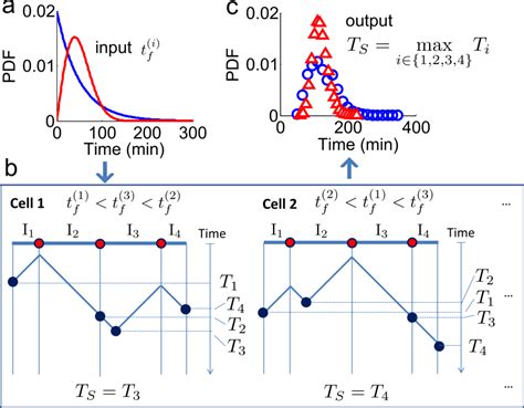 The S-phase duration is the maximum between the stochastic termination ...