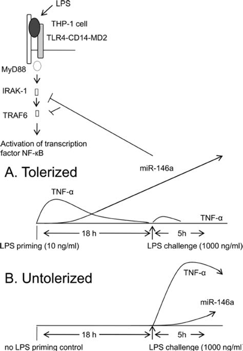 A Model Of The Role Of Mir 146a In Lps Tlr4 Mediated Signal