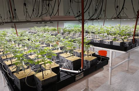 Cannabis Nursery Room Design The Complete Guide