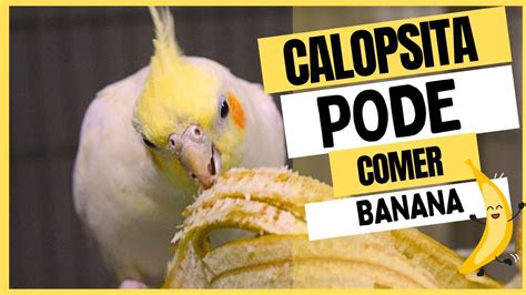 Calopsita Pode Comer Banana YouTube