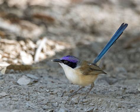 File 1987 Fairy Wren Purple Crowned M 0j Malurus Coronatus