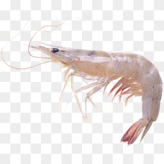 Free Shrimp Png Transparent Images Pikpng