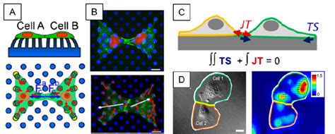 Intercellular Junctional Force Quantification By Ifm A Schematic