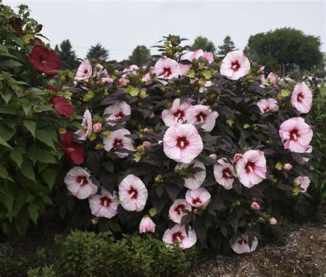 Summerific Perfect Storm Rose Mallow Hibiscus Hybrid Plant