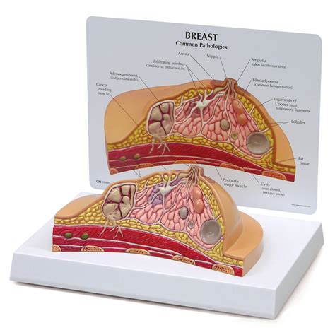 Buy Gpi Anatomicals Cross Section Model Human Body Anatomy Replica