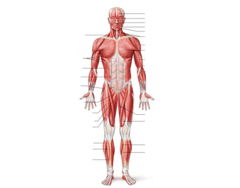 MUSCLES QUIZ 6