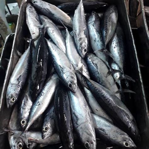 Frozen Bullet Tuna Pinetree Vietnam Seafood Exporter Sale