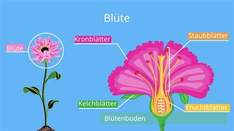 Blüte einfach erklärt Eigenschaften und Bestäubung mit Video