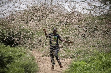 UN Lacks Funds To Fight Locust Threat In East Africa Business Focus