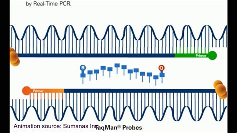 Pcr Process Animation