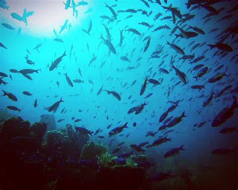 In the Water - Discover Corn Island