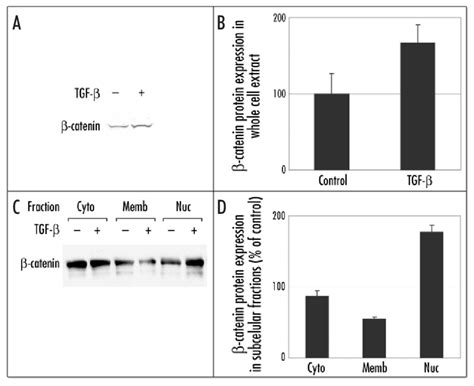 Western blot analysis demonstrating that TGF β1 increases β catenin