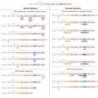 Natural And Synthetic Variants Of Surfactin The Natural Variants Can