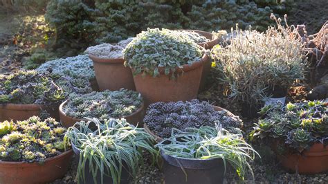 How To Protect Plants From Frost Help Your Garden Survive Gardeningetc