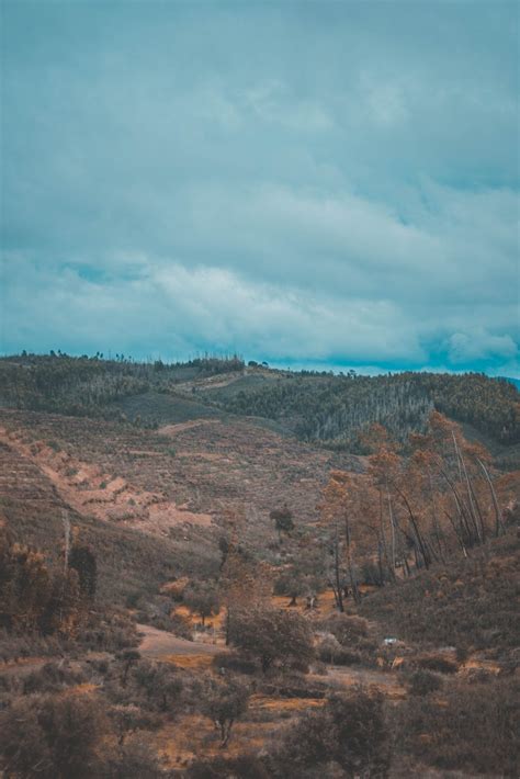 Hilly terrain with autumn trees against overcast sky · Free Stock Photo