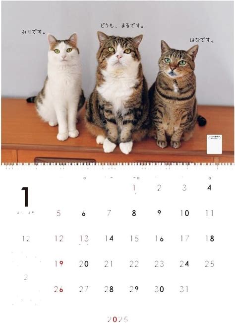 2025 Wall Calendar I Am Maru Maru Chan Neko Cat No 041 EBay