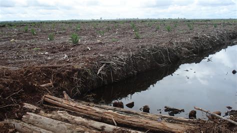 peat soil in sarawak - Julian Davidson