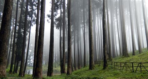 Pine Forest Ooty: A Must-Visit Beauty Destination - Luxe Vista