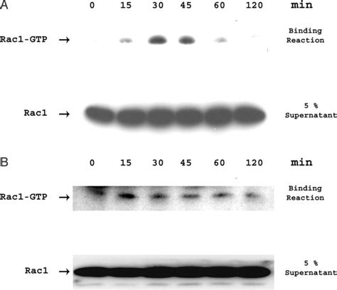 Nm23 H2 Interacts With A G Protein Coupled Receptor To Regulate Its