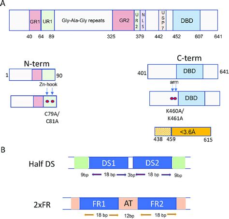 Schematic Of EBNA1 Protein Domains And DNA Elements Used For This