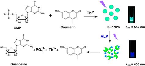 Schematic Illustration Of The Alp Activity Assay Based On Use Of Download Scientific Diagram