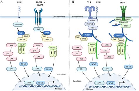 Interaction Between Tak1 And Tabs A Proinflammatory Ligands Bind To