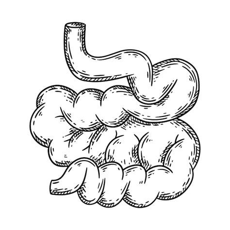 Premium Vector Human Small Intestine Hand Drawn Sketch Vector