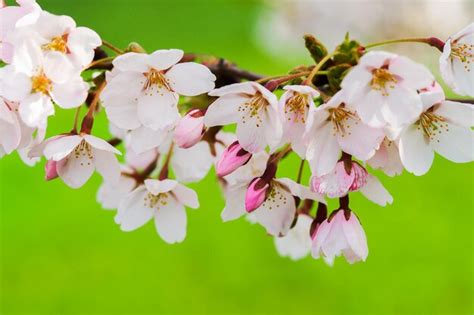 Sakura Ou Flores De Cerejeira Rosa Florescem Na Primavera Em Fundo