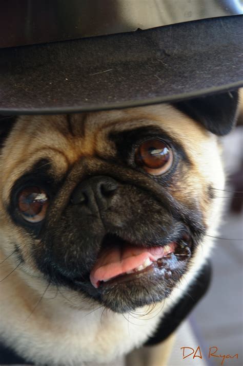 Pugelicious: Pug in a Hat