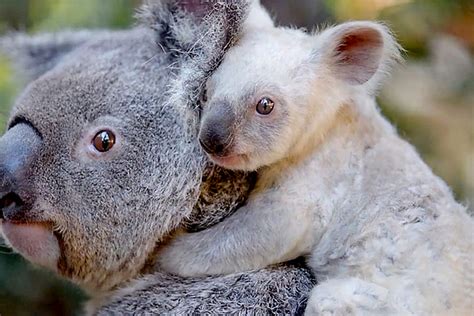 Rare white koala born at Australian zoo | Pattering Paws LLC