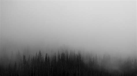 dark-grey-forest-landscape | The Paranormal Scholar